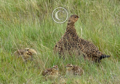   Red Grouse with Chicks DM2067